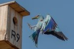 European Roller feeding the chicks in the nest box